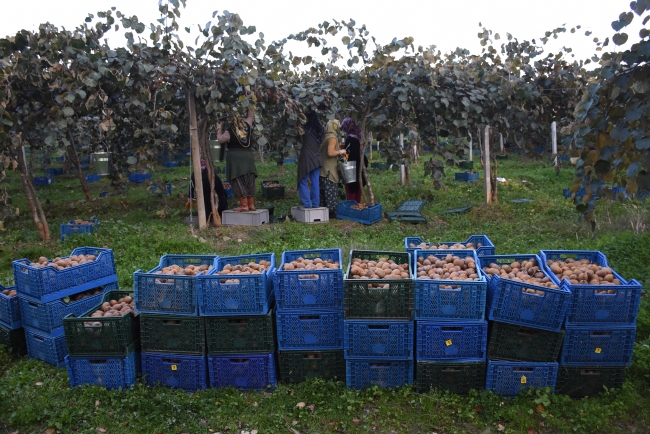 Bahçeye dönüştürülen bataklıkta 450 ton kivi üretildi